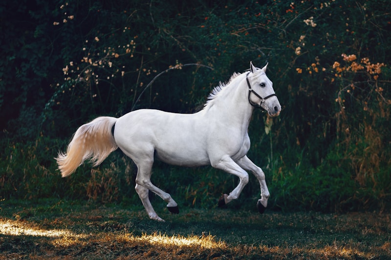 Balades à cheval — Cercle équestre de Bellevue (Dréhance)