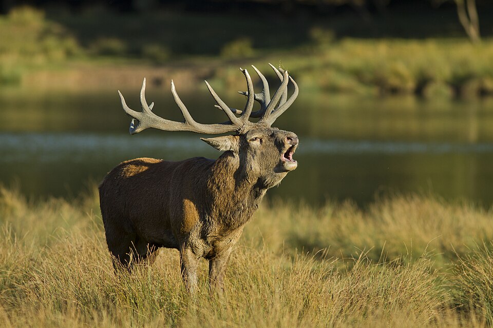 Le brame du cerf